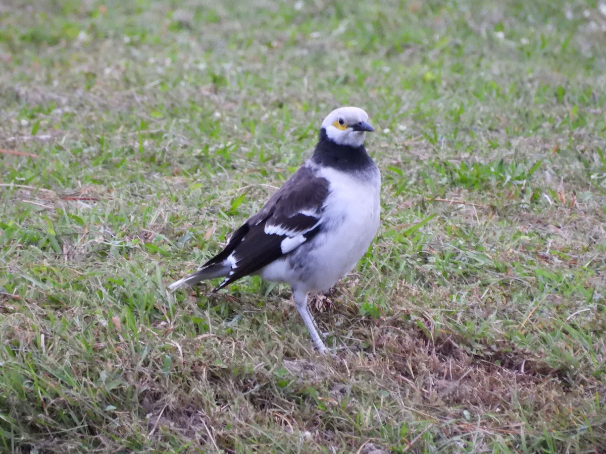 Black-collared Starling - ML647222113