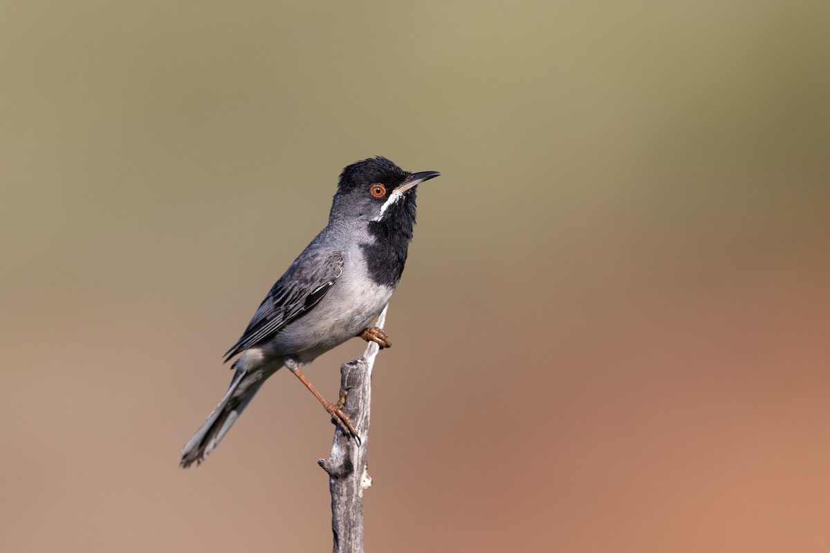 pěnice turecká - ML647222116