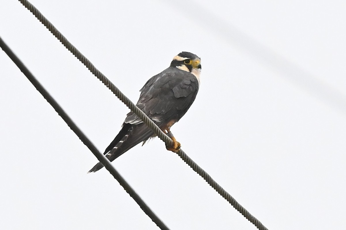 Aplomado Falcon - ML647222117