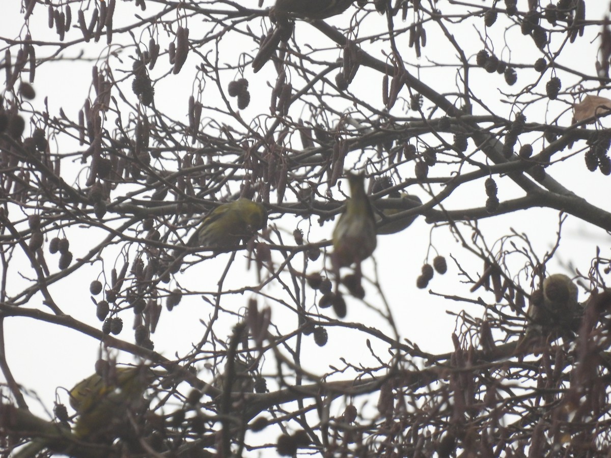 Eurasian Siskin - ML647222118