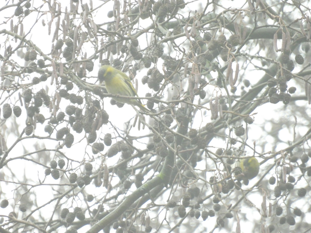 Eurasian Siskin - ML647222119