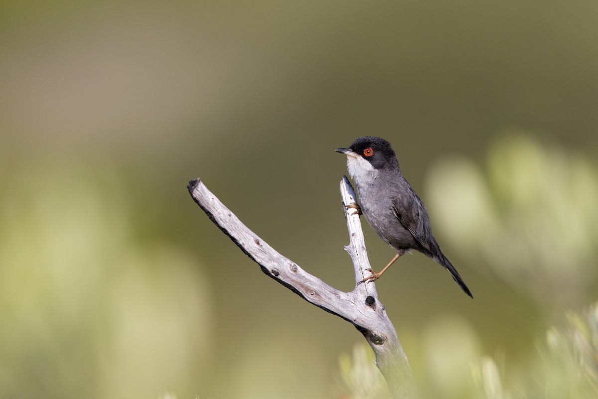 pěnice bělohrdlá - ML647222120