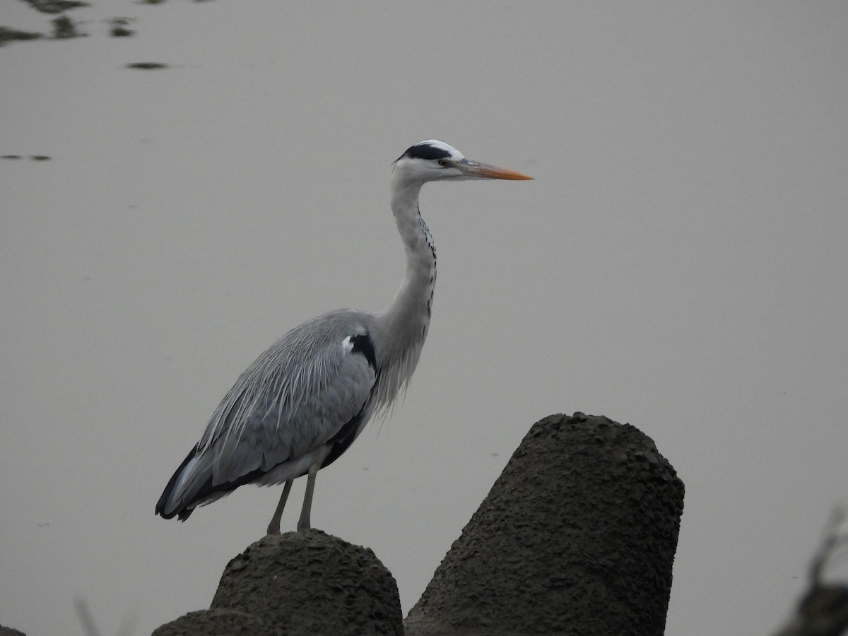Gray Heron - ML647222121