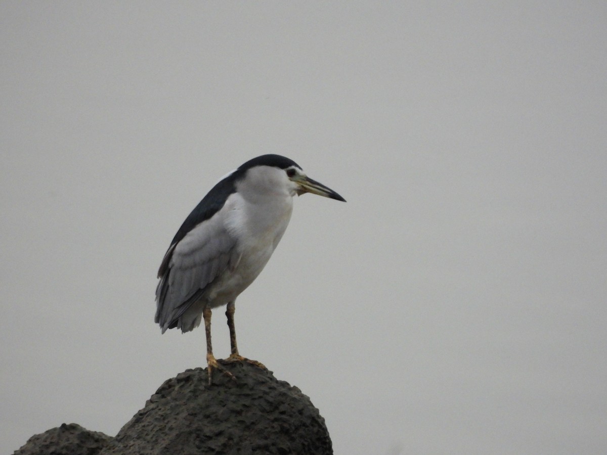 Black-crowned Night Heron - ML647222122