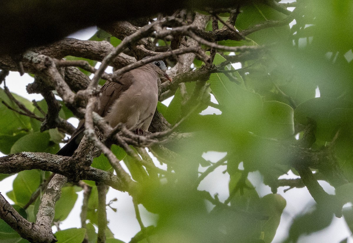Blue-spotted Wood-Dove - ML647222125