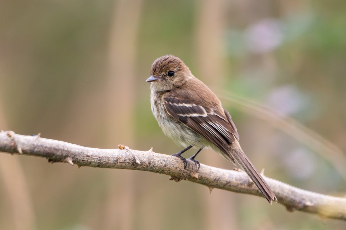 Bran-colored Flycatcher - ML647222126