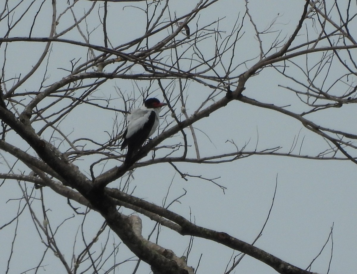 Black-crowned Tityra - ML647222128