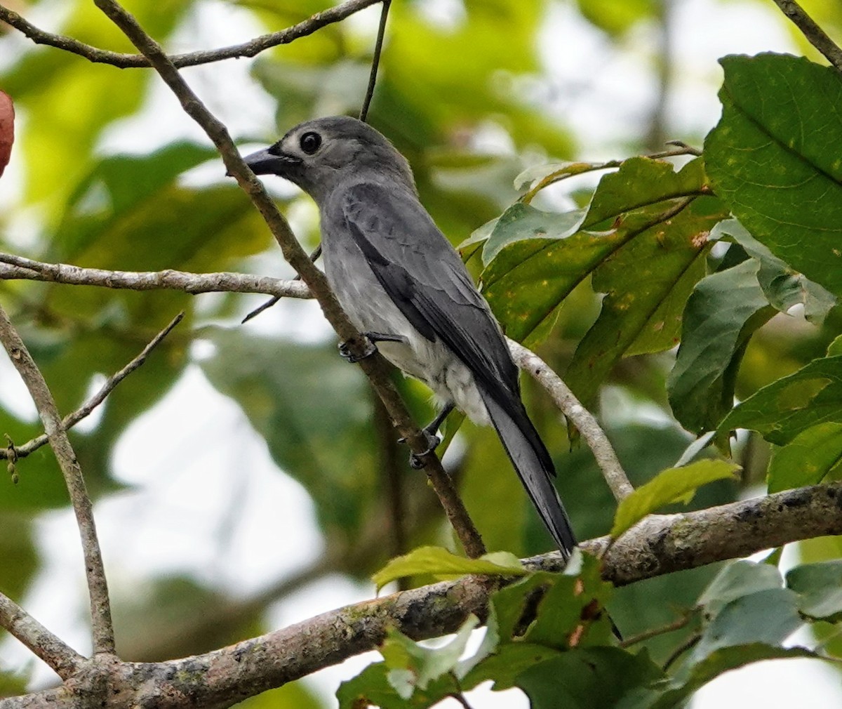 Ashy Drongo - ML647222129
