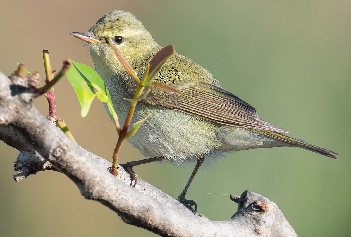 Вівчарик жовточеревий - ML647222130