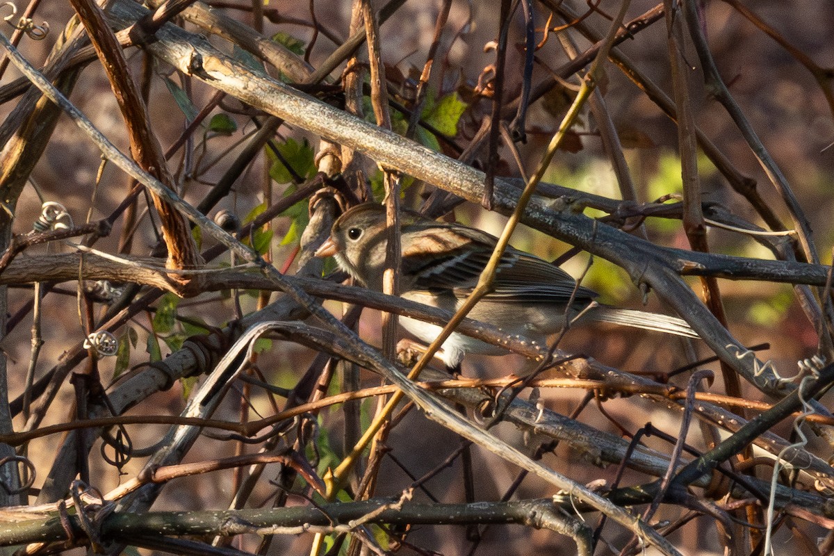 Field Sparrow - ML647222131