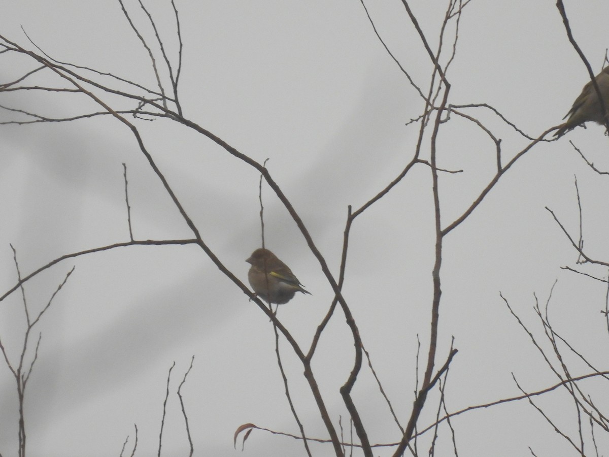 European Greenfinch - ML647222132