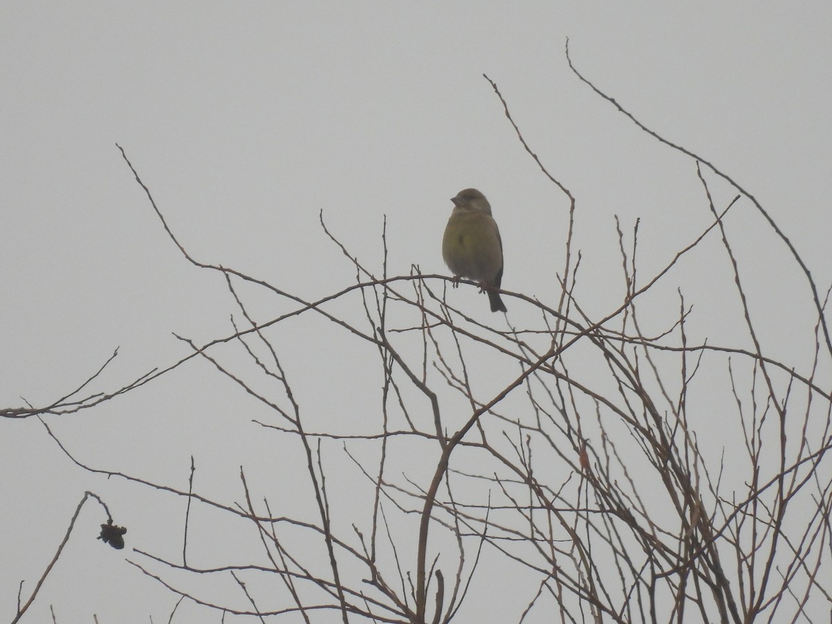 European Greenfinch - ML647222133