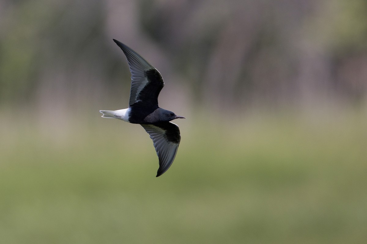 rybák bělokřídlý - ML647222134