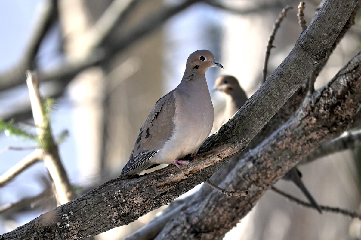 Zenaida Huilota - ML647222135