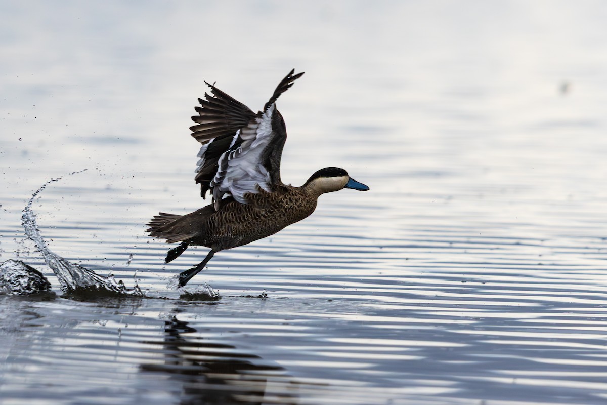 Puna Teal - ML647222136