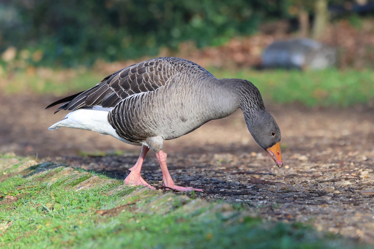 Graylag Goose - ML647222139