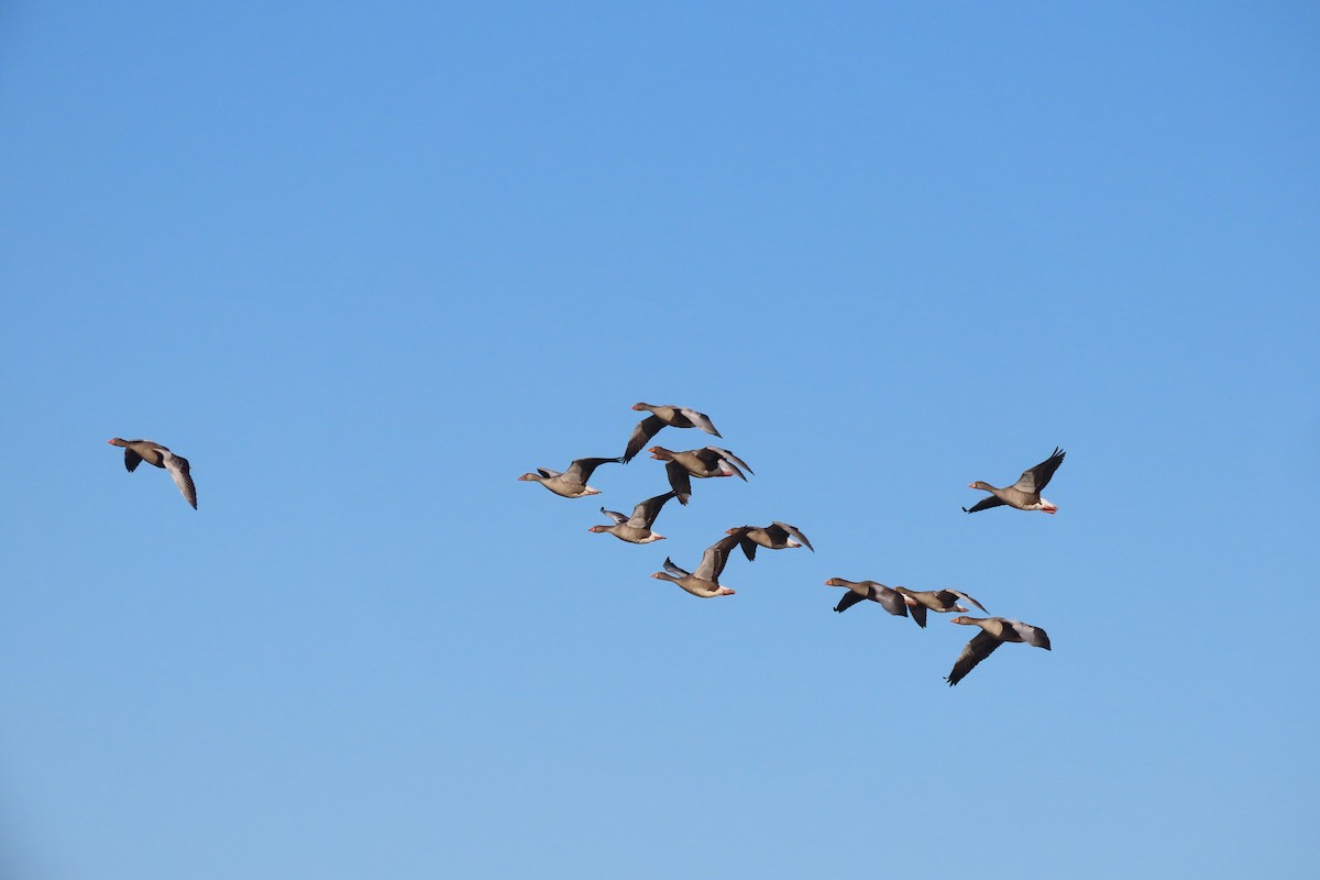 Graylag Goose - ML647222140