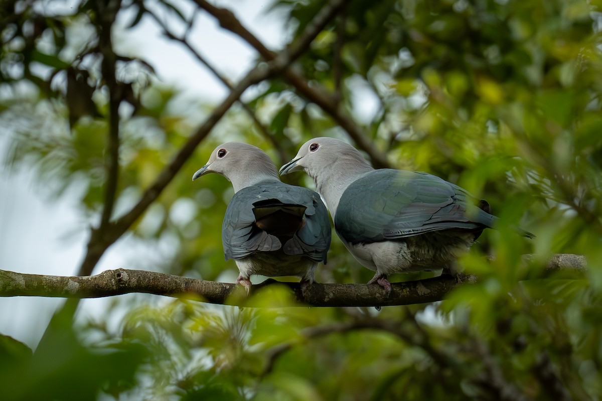 Green Imperial-Pigeon - ML647222145