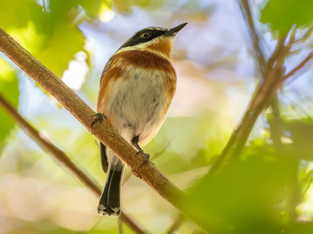 ムナグロセワタビタキ - ML647222154