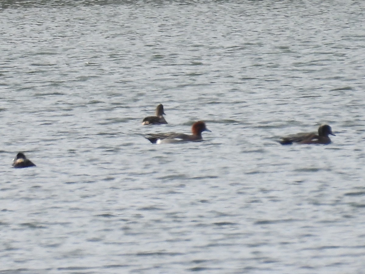 赤頸鴨 - ML647222155