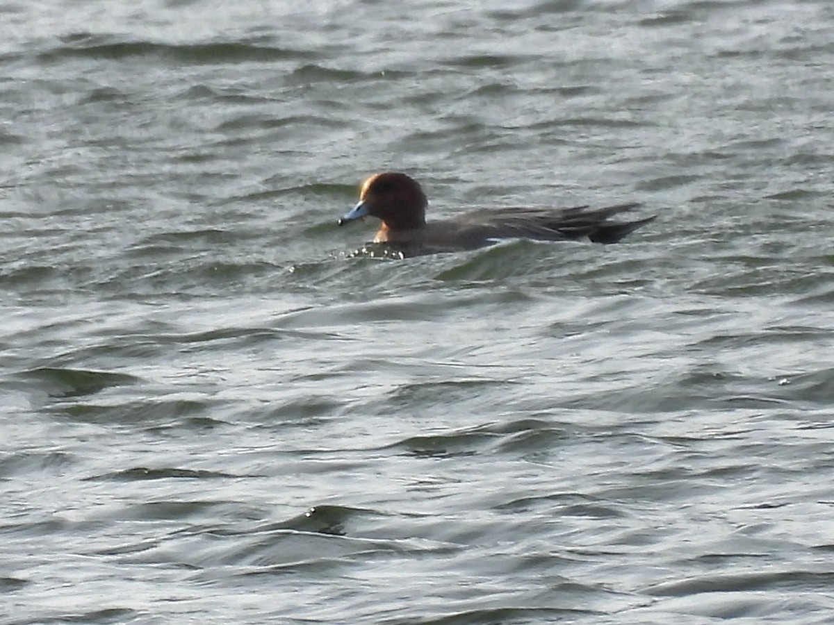 赤頸鴨 - ML647222156