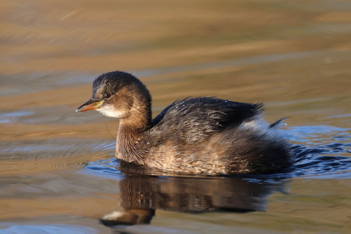 Little Grebe - ML647222158