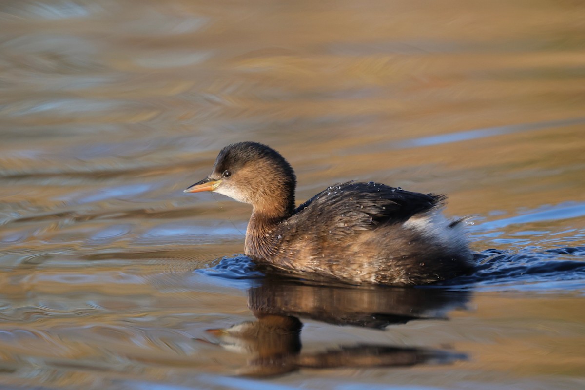 Little Grebe - ML647222159