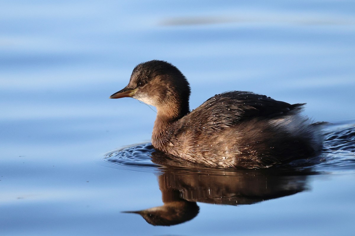 Little Grebe - ML647222160