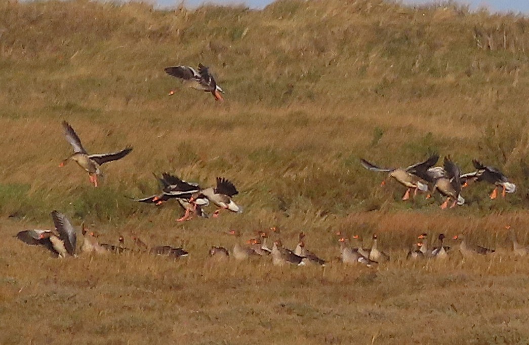 Graylag Goose - ML647222162