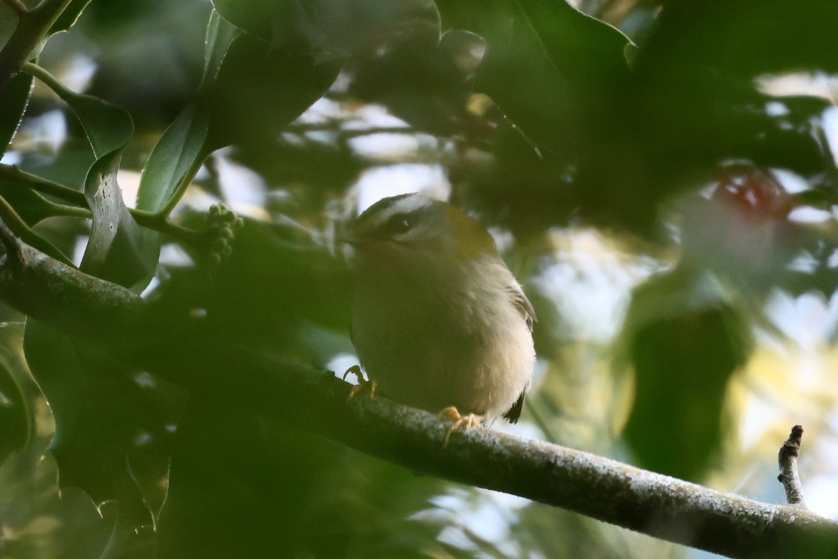 Common Firecrest - ML647222196