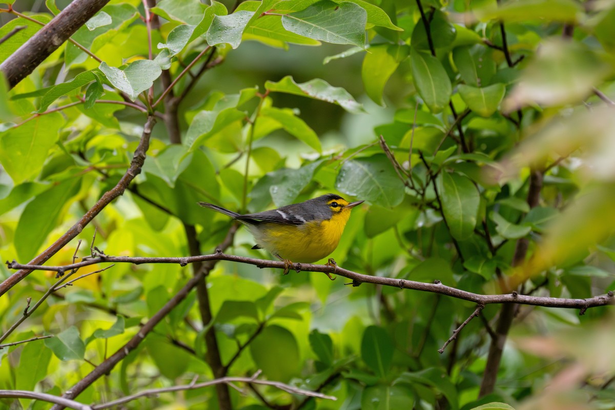 St. Lucia Warbler - ML647222204