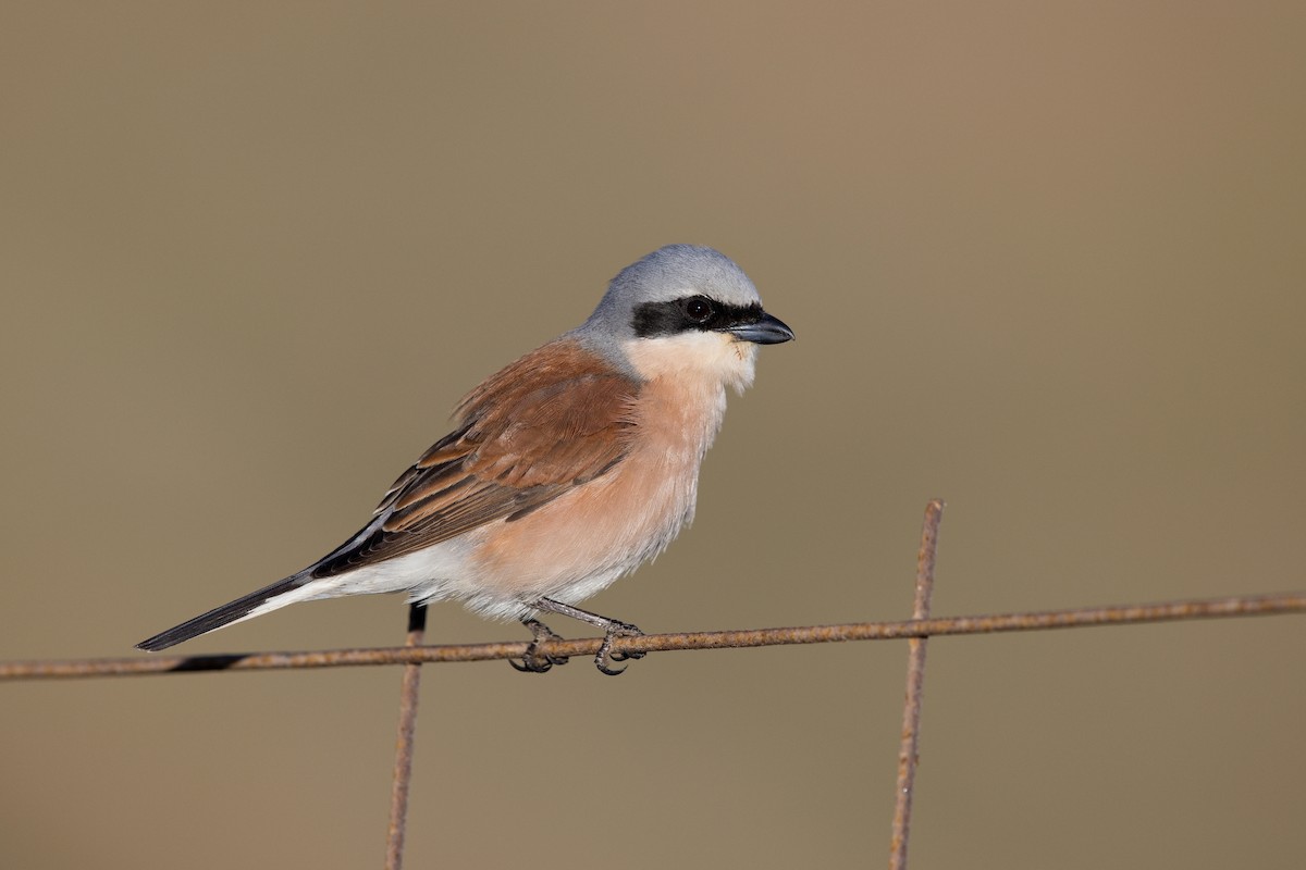 ťuhýk obecný - ML647222205