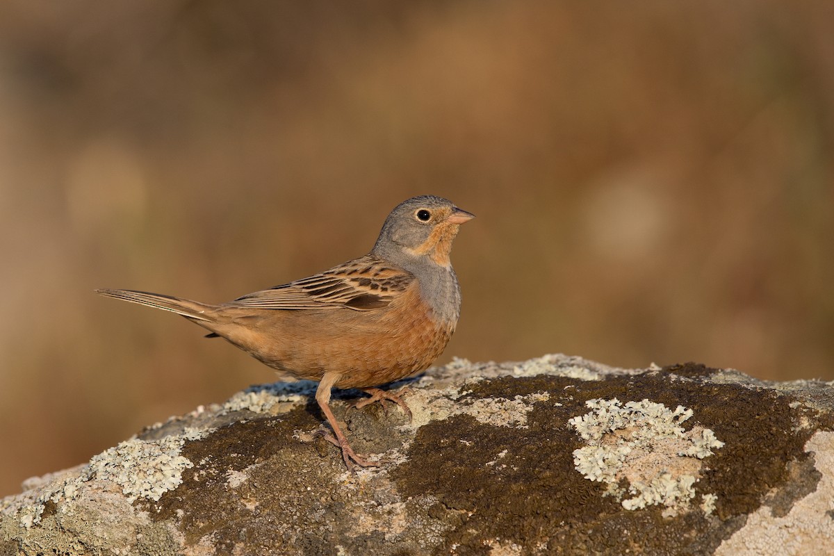 strnad šedokrký - ML647222210