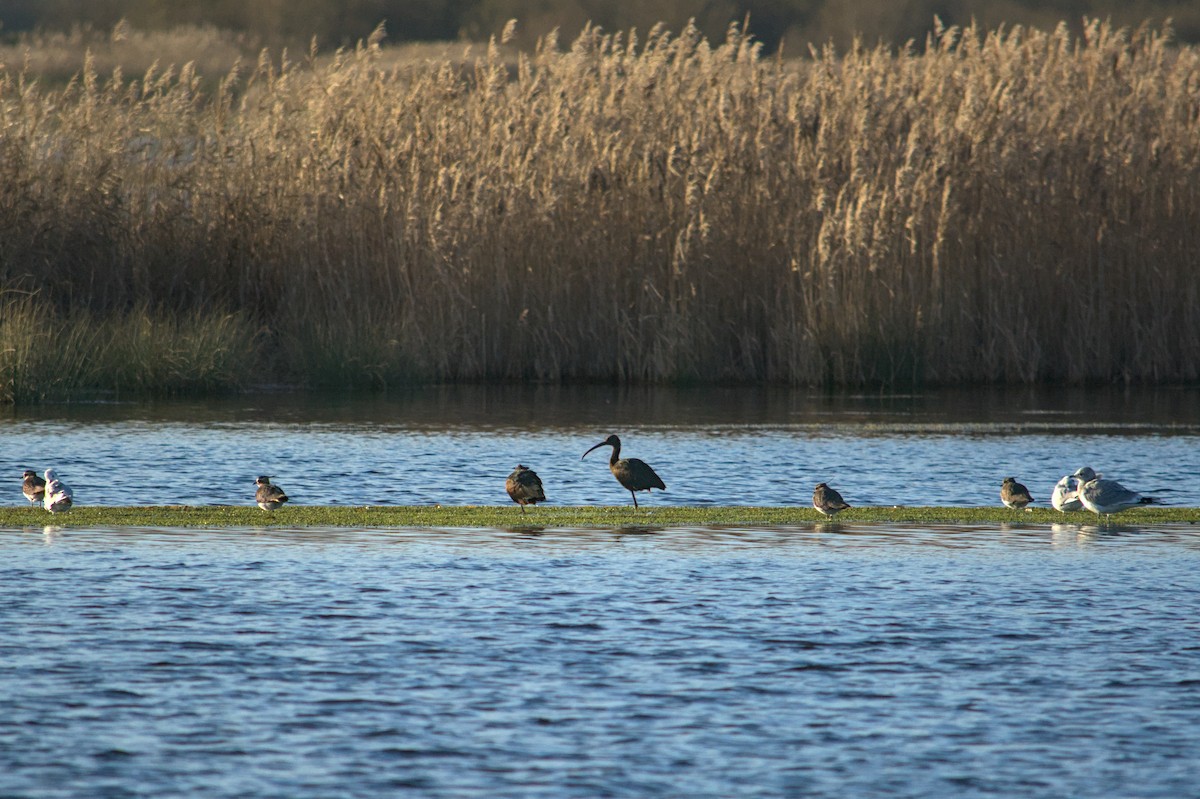 Glossy Ibis - ML647222215