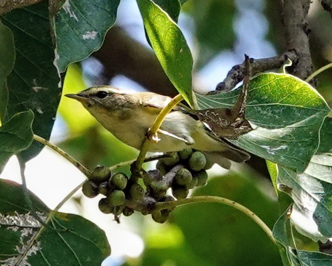 Yellow-browed Warbler - ML647222217
