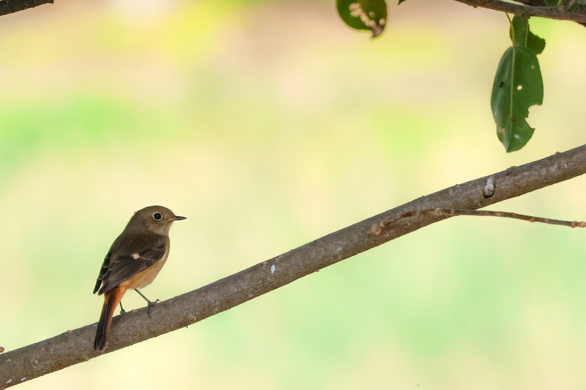 Colirrojo Dáurico - ML647222228