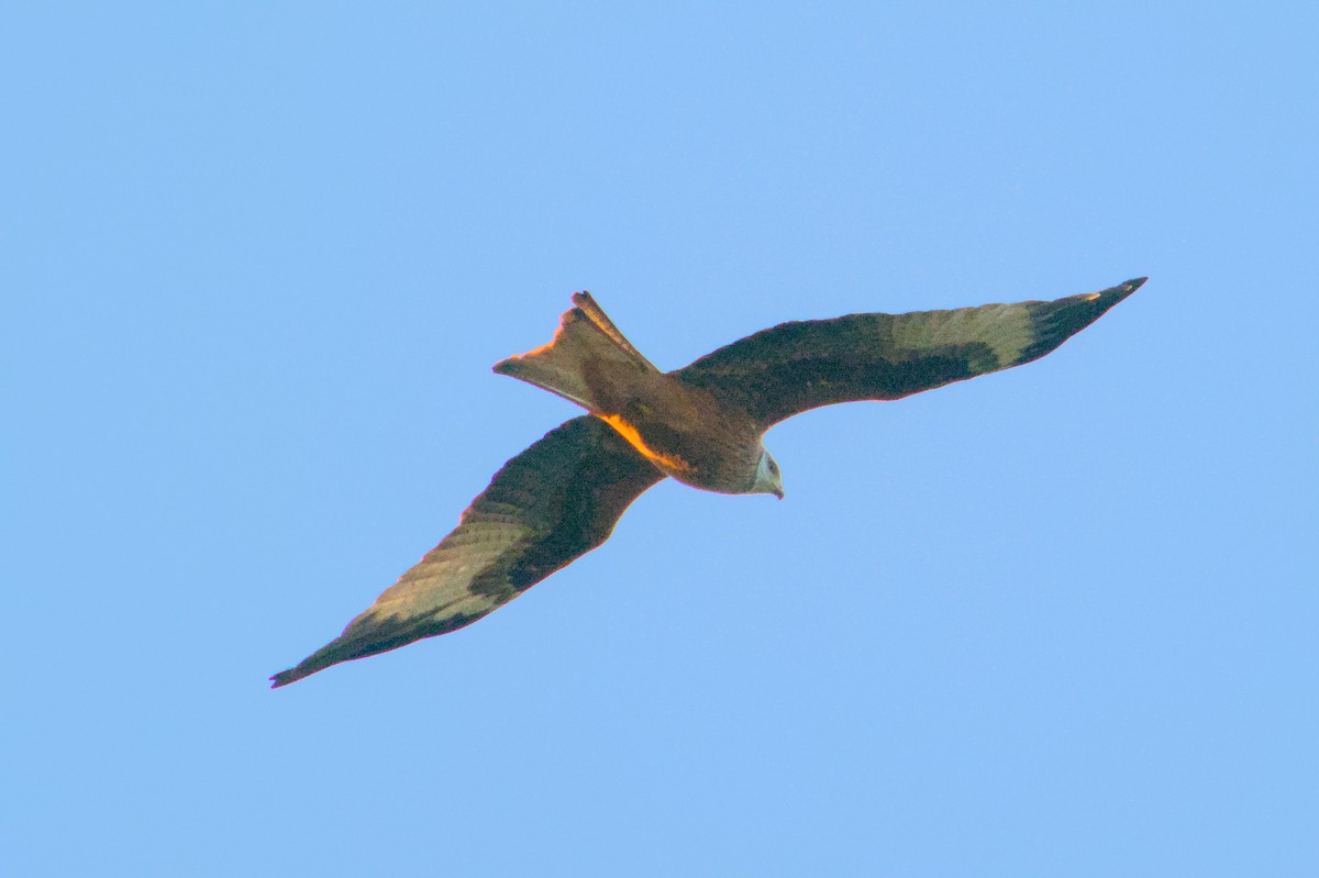 Red Kite - ML647222230