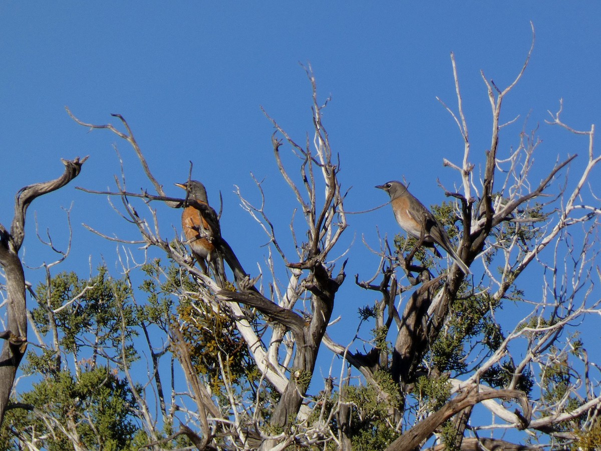 American Robin - ML647222235