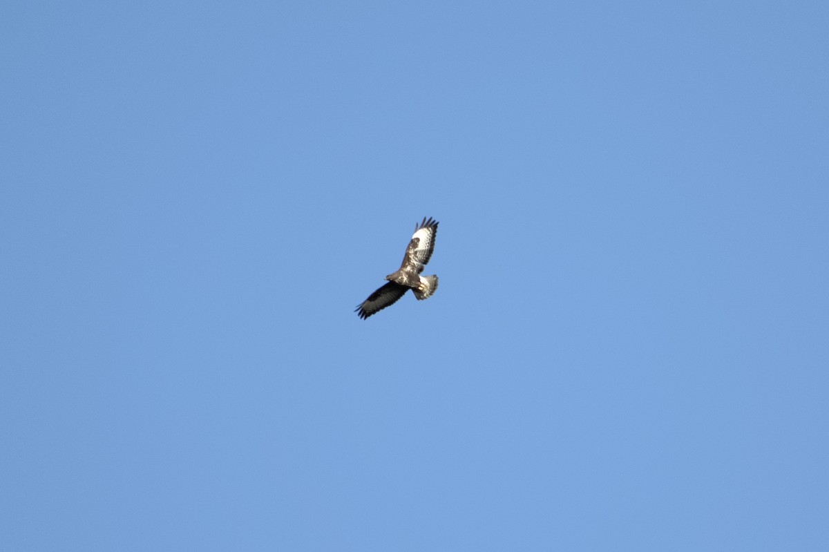 Common Buzzard - ML647222238