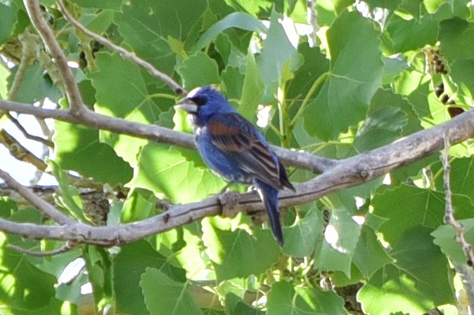 Blue Grosbeak - ML647222239