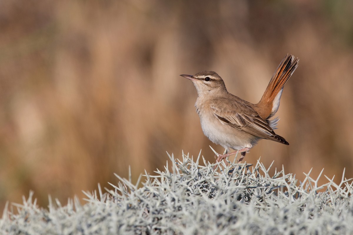 pěvec ryšavý - ML647222240