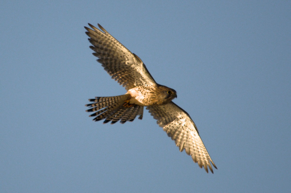 Eurasian Kestrel - ML647222243