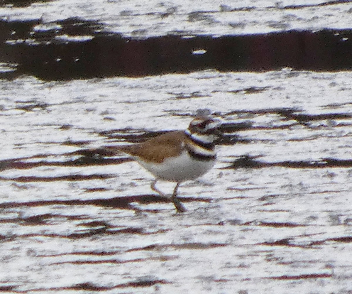 Killdeer - ML647222252