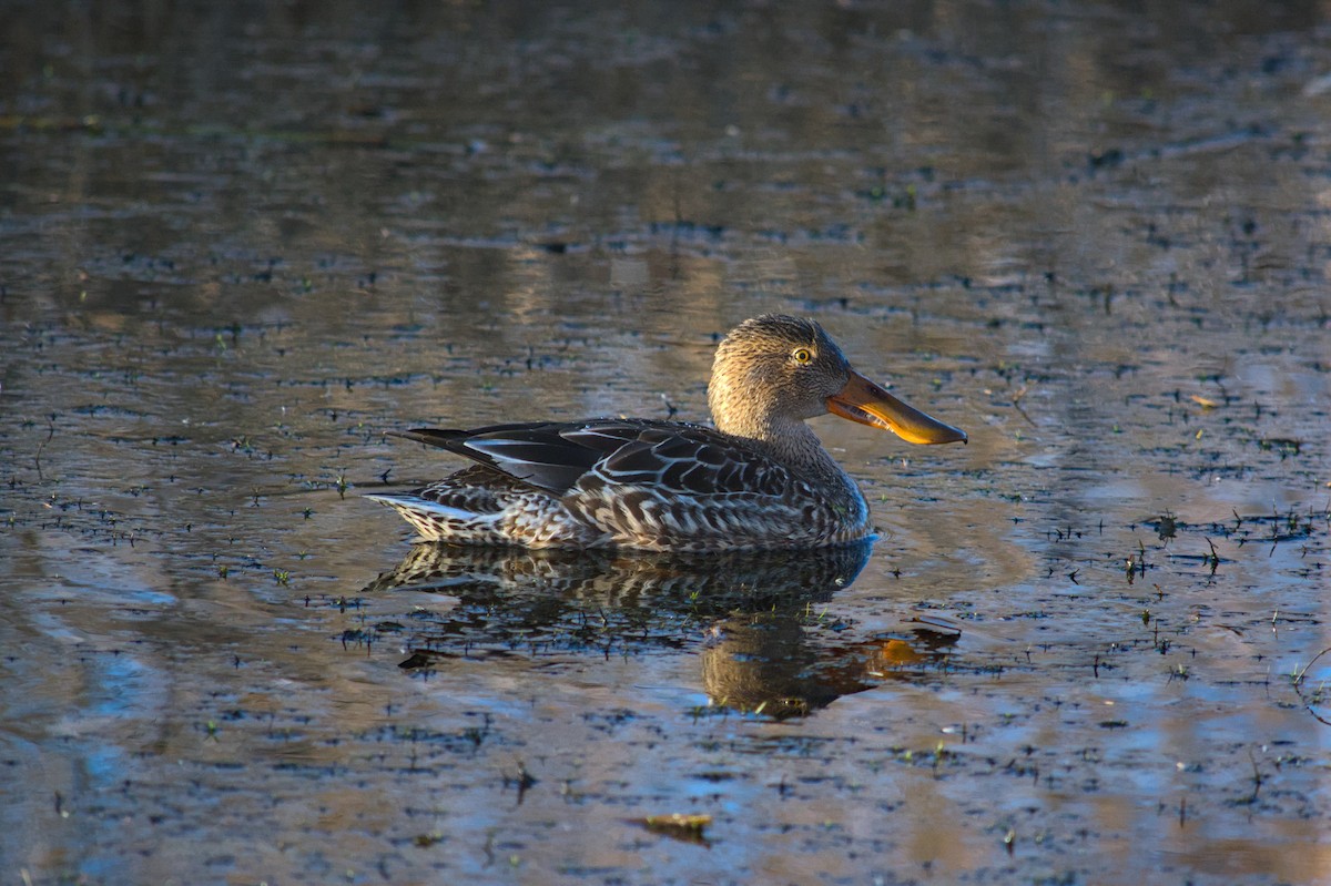 Northern Shoveler - ML647222264