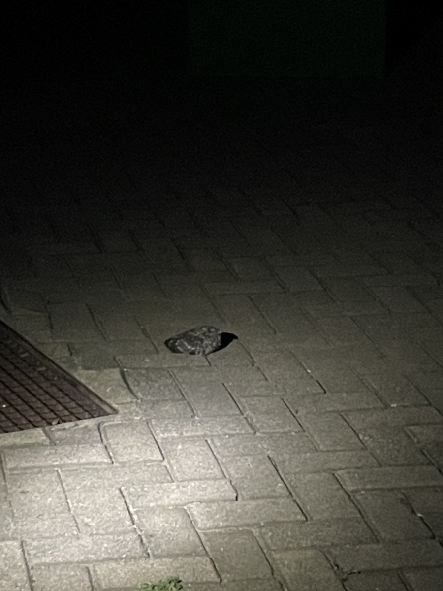 Freckled Nightjar - ML647222267