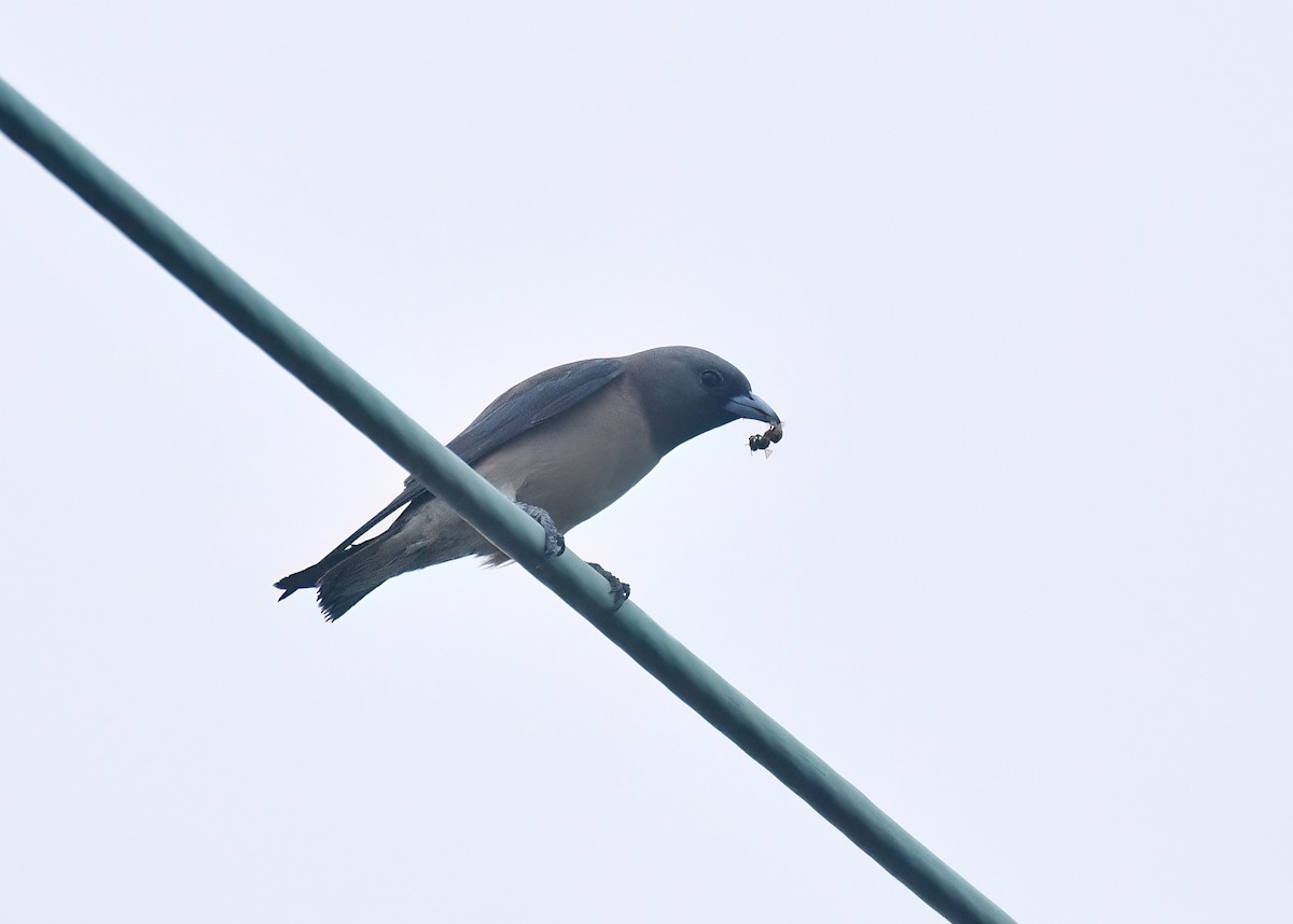 Ashy Woodswallow - ML647222279