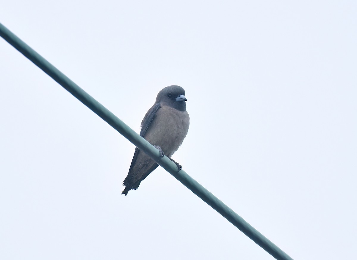 Ashy Woodswallow - ML647222280