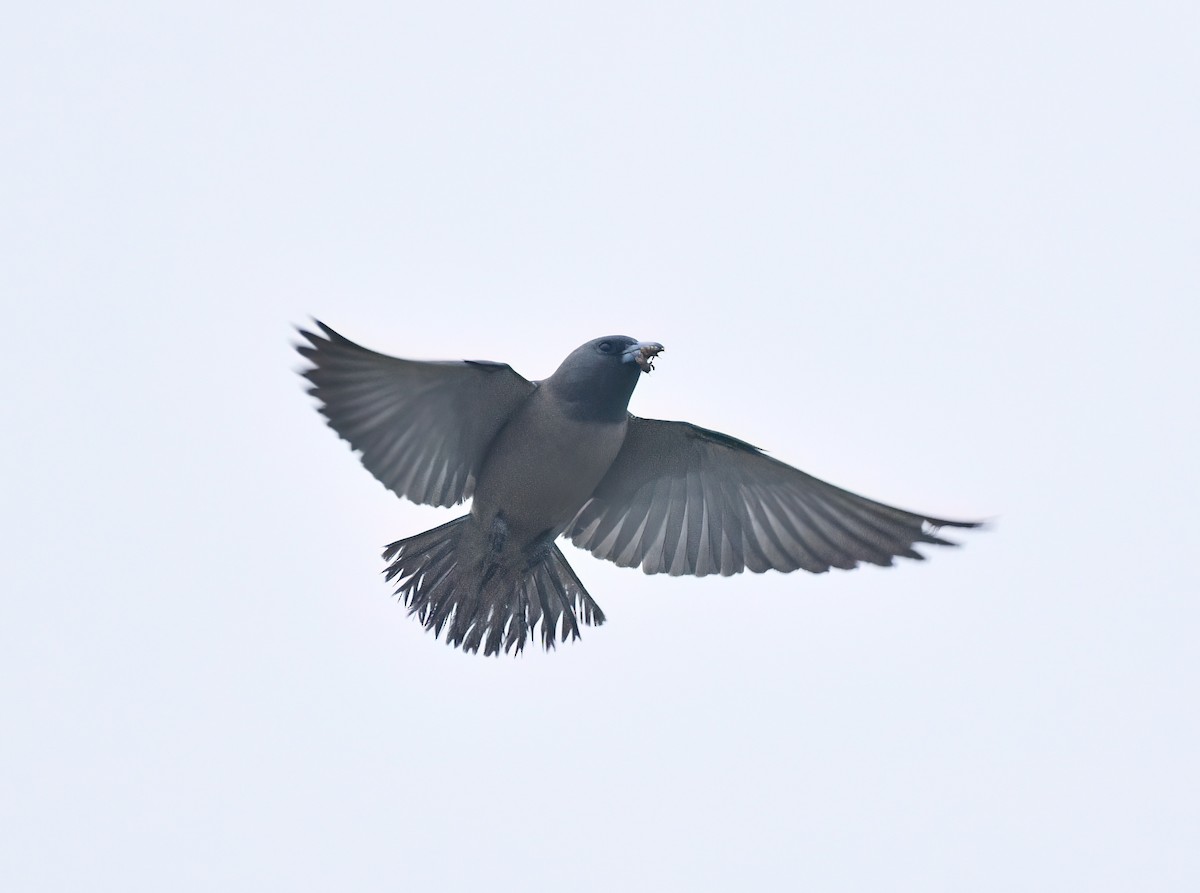 Ashy Woodswallow - ML647222281
