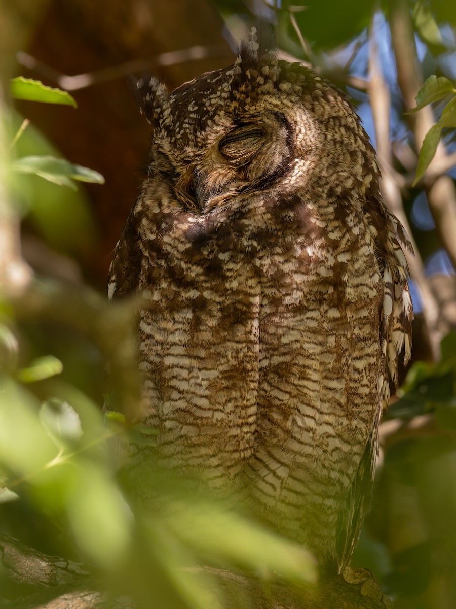 Spotted Eagle-Owl - ML647222282