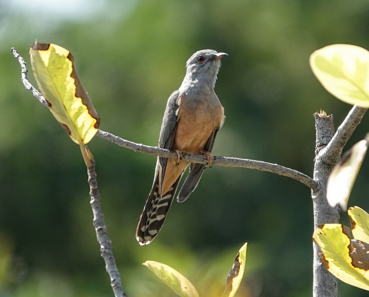Plaintive Cuckoo - ML647222291
